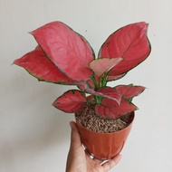 Aglaonema Red Anjamani