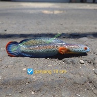 Patung ikan Channa Barca bahan resin