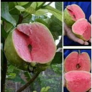 ANAK POKOK PINK GUAVA (WATERMELON GUAVA)
