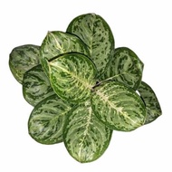 ♞Aglaonema Varieties Part 4 (Rare /baby to large size)