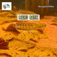 Channa Maru Batik 3inch Grade A Ikan selected Aquarium Predator Fish Marulioides