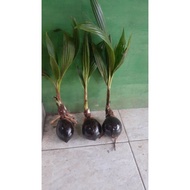 Terlaris Bonsai kelapa bibit bonsai kelapa bonsai kelapa minion