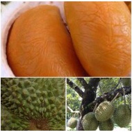 2X ANAK POKOK DURIAN GRAFTED KAHWIN (1 X ANAK POKOK MUSANG KING + 1 X ANAK POKOK DURI HITAM) (West Malaysia only)