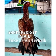 ayam bangkok aseel parrot induk asli telur siap tetas telor super