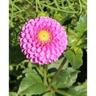 5 Biji Segar Benih Bunga Dahlia Franz Kafka Flower Dahlia Seed - 5 Seed