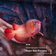 Ikan Predator Arwana Super Red