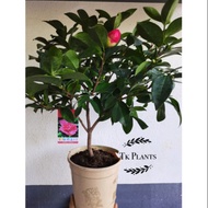 TKP , Camellia Japonica ,Real Live Plant, Pokok Hidup , Outdoor Plants , Camelia Azalea ,  热带山茶花,多瓣山