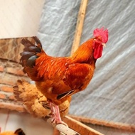 STOCK READY TELUR TETAS/FERTIL AYAM MERAWANG ORI JUMBO TERLARIS