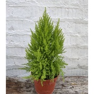 Monterey cypress/ FLAT PINE ( Real Plant)
