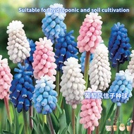 BIJI Bola benih hyacinth anggur Indoor balcony for grape hyacinth seed ball hydroponic potted seeds葡