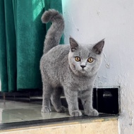 kucing british shorthair kitten