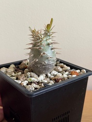 實生象牙宮 塊根 象牙宮 植物 盆栽 龜甲龍 橄欖 龍舌蘭 象足漆樹 多肉 仙人球 仙人掌