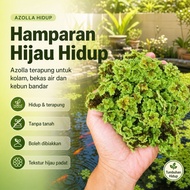 Azolla 1kg azola tumbuhan akuatik hidup Aquatic Plant Pokok Air Hijau Mat Terapung Garden Pond