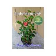 Euphorbia geroldii Real Plant