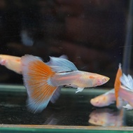 Albino Sky Red Guppy / Grade A / Ikan guppy / guppy hidup / Live fish / ikan hidup / guppy male / gu