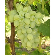 Anak Pokok Anggur Hijau dan Anggur Hitam / Green Grape/ Black Grape | Live Plants/ Pokok Hidup