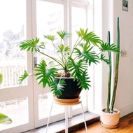 TANAMAN HIAS PHILODENDRON XANADU TANAMAN INDOOR MONSTERA XANADU DEWASA