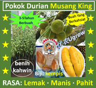 Anak Pokok Durian Musang King D197 猫山王榴莲苗