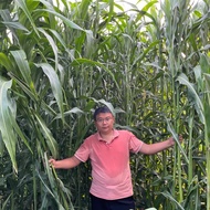 Sweet Sorghum Seeds Zhongke Sweet No. 1 Giant Sorghum Multiple Harvesting Hulk Beef Sheep Fertilizer