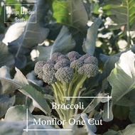 *Rare* Monflor Broccoli Vegetable Seeds - 50 seed *Pot Friendly* One Cut Broccoli - Mango Garden