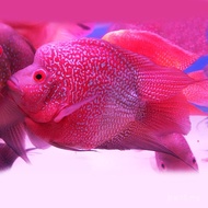 Lapan belas Ikan Arhat Hidup Ikan Burung Beo Kirin Ikan Arhat Yuanbao Sesuai untuk Pembiakan Kumpula