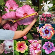 Ready Stock 100% Genuine High Quality 100 Pcs Mixed Color Hibiscus Flower Seeds Benih Pokok Bunga Gardening Giant