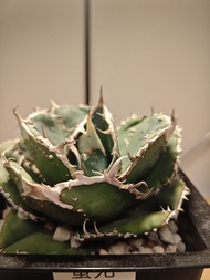 蚩尤 龍舌蘭 植物 嚴龍 Agave Plant 塊根 多肉