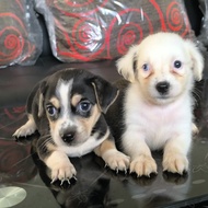 Welsh Corgi mix Chihuahua Betina 1,5 bln