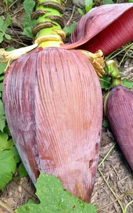 jantung pisang kepok pisang klutuk langsung petik  per buah