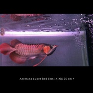 ikan Arwana Super Red Semi King ( 30 ) cm +