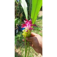 pokok kunyit / temu lawak / tulip siam rizom berakar berbunga merah (BUKAN DALAM POLIBEG)