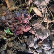 bibit(rimpang)umbi yakon/yacon Smallanthus sonchifolius 100g dapat 3-5 rimpang