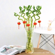 Lucky Bamboo Green Plant Lucky Bamboo Prosperity Bamboo Dragon Bamboo Large Leaf Bamboo Bent Bamboo 