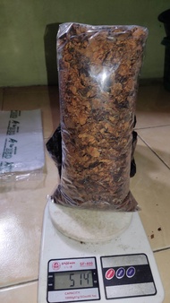 bunga kamboja kering