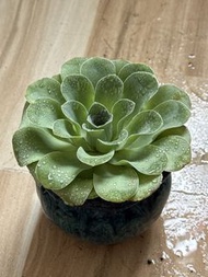 多肉植物（山地玫瑰）