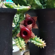 Huernia Zebrina Variegated