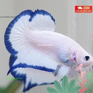 ikan cupang plakat blue rim Jantan clean REEAL PICT
