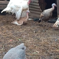 ayam kalkun dewasa produktif pasangan