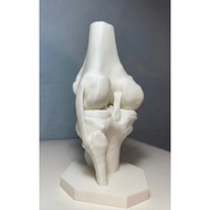 High-Precision Anatomical Knee Joint (CT scan) by Harace Protoworks