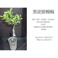 心栽花坊-黑炭楊梅/黑炭甜楊梅/5吋/嫁接苗/水果苗/售價500特價400