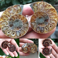 ✕▧﹉1Pair Half Cut Natural Conch Ammonite Shell Fossil Specimen Madagascar