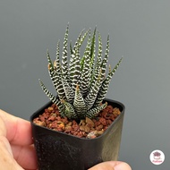 ม้าลาย Haworthia fasciata ไม้อวบน้ำ กุหลาบหิน cactus&amp;succulentหลากหลายสายพันธุ์