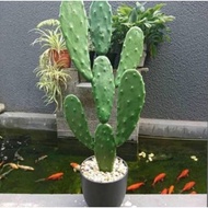 Mickeymouse Cactus Ornamental Plant Cactus Ladle BIG