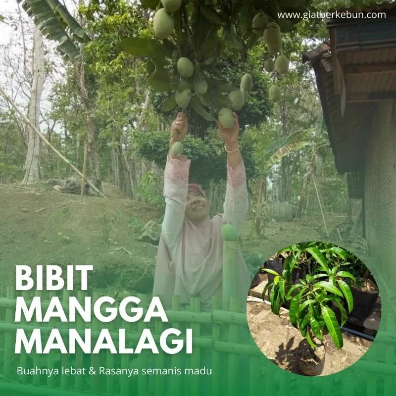 bibit mangga manalagi okulasi cepat berbuah