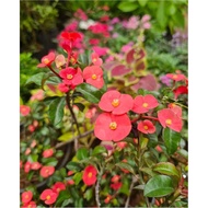 Euphorbia Geroldii Plant Cutting (Live & Thornless Variety)