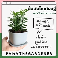 Auspicious Tree Put In A Square Ceramic Pot. Blue-Gray 3 Inches