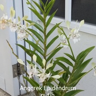 Tanaman hias Anggrek tanah Epidendrum putih