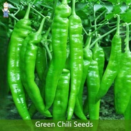 Easy to grow丨High Germination SILI PANIGANG / Siling Haba Chili Seeds—(100seeds)Green Chili Seeds Bu