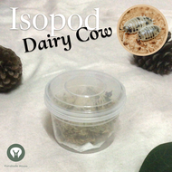 Isopod Dairy Cow ไอโซพอดเดรี่คาว 🐄 แถมอาหาร