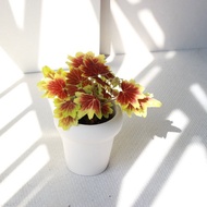 植栽 盆栽 l 楓葉天竺葵  迷你楓葉就在你家 室內植物 辦公室盆栽